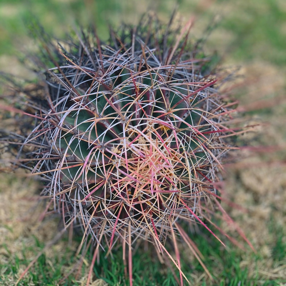 🌵25 Year Old Scottsdale Planted Baja Barrel Cacti